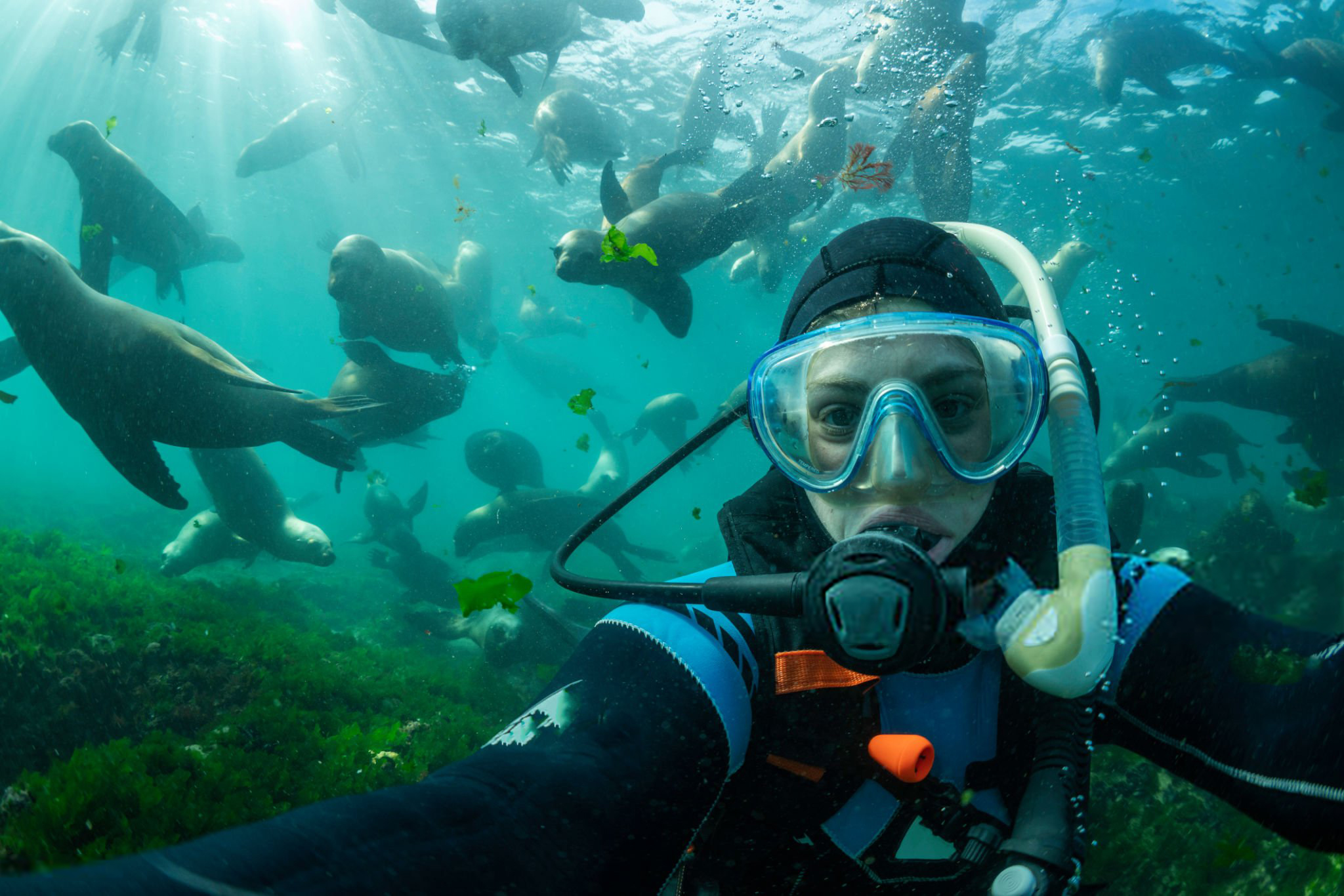 La Región de Coquimbo cuenta con una variada oferta de centros de buceo con cursos y excursiones